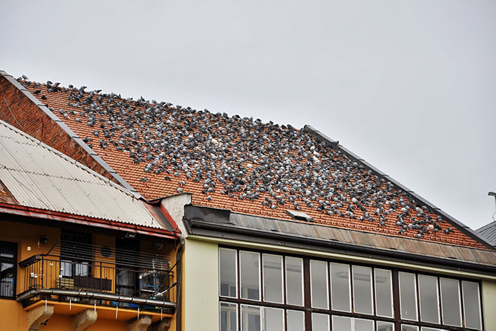 A2B Pest Control are able to install spikes to deter birds from roofs in Newport Pagnell. 