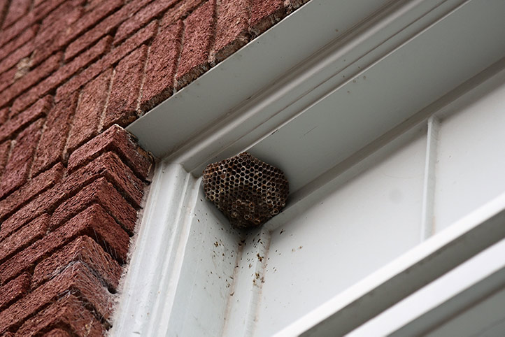 We provide a wasp nest removal service for domestic and commercial properties in Newport Pagnell.